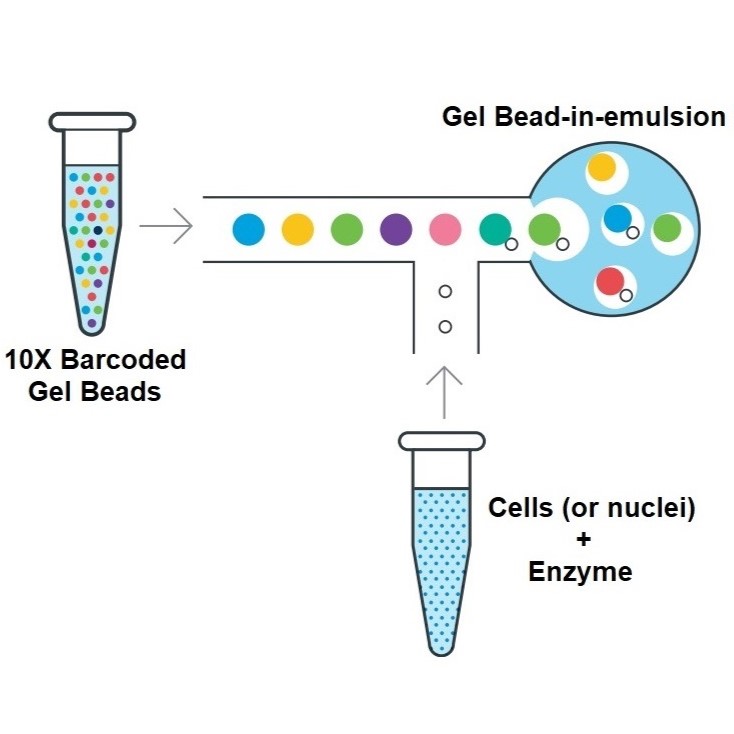 Công nghệ giải trình tự tế bào đơn (single-cell sequencing) của 10X Genomics