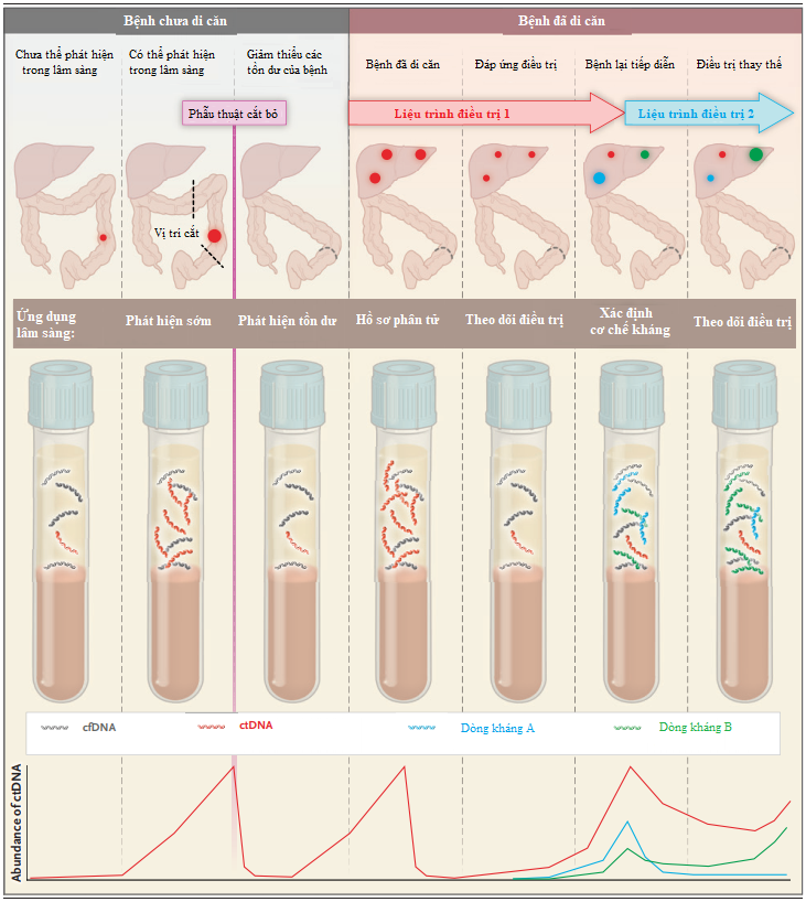 DNA tự do (cf-DNA) và ứng dụng trong điều trị ung thư