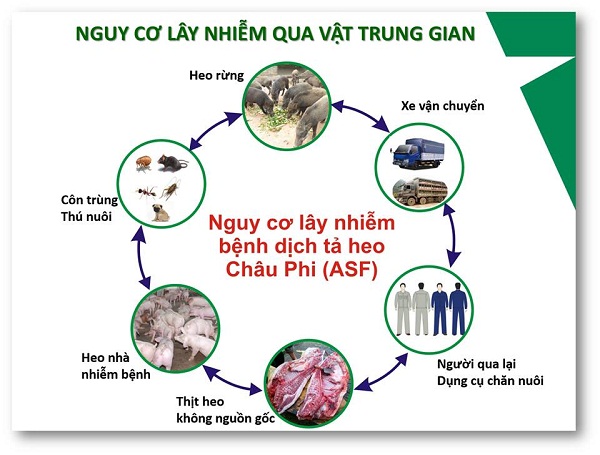 Dịch tả lợn châu Phi (African Swine Fever- ASF)