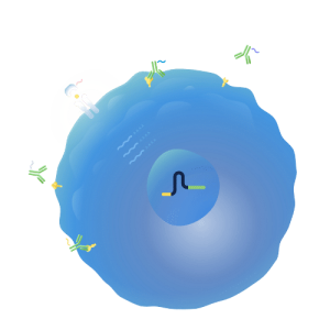 Single Cell Gene Expression