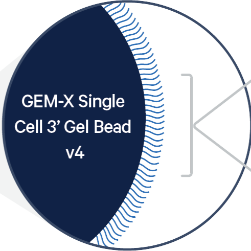 The neXt generation of single cell RNA-seq: An introduction to GEM-X technology