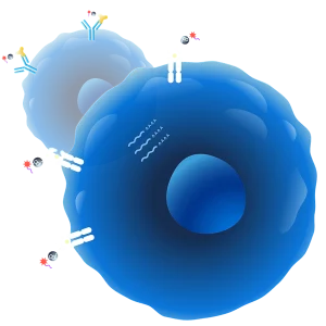 Chromium Single Cell 5′ Barcode Enabled Antigen Mapping