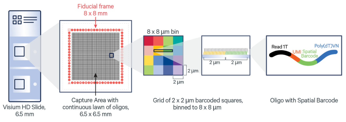 Sơ đồ cấu trúc slide Visium HD. Slide Visium HD chứa hai Khu vực bắt giữ kích thước 6,5 x 6,5 mm với một loạt các oligonucleotide được bố trí liên tục thành hàng triệu ô có kích thước 2 x 2 µm và không có khoảng cách giữa các ô.