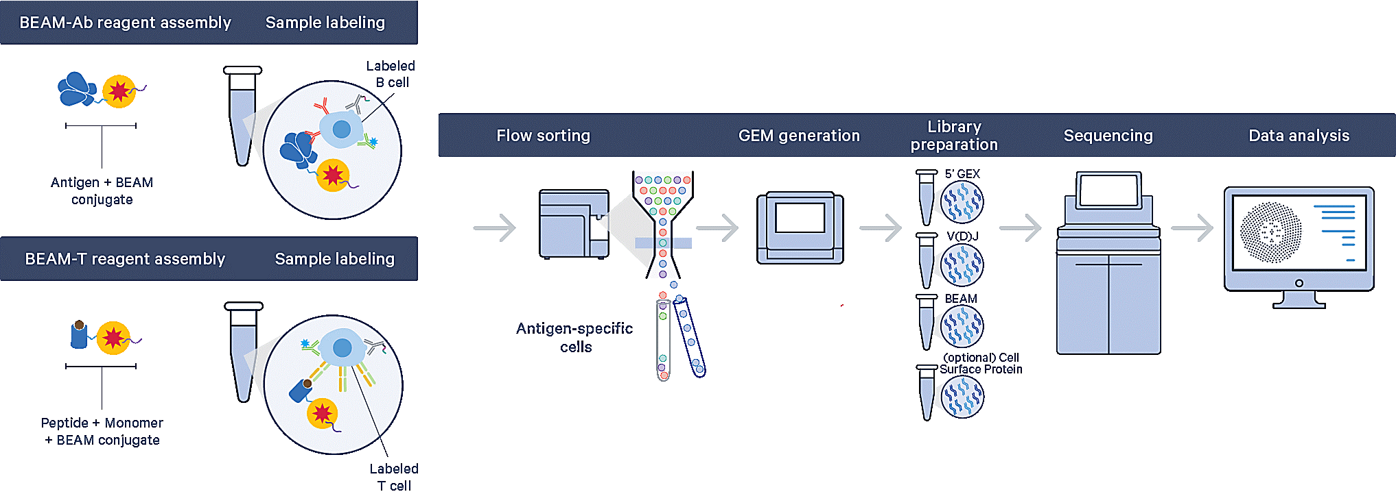 Introducing BEAM (Barcode Enabled Antigen Mapping): Benefits of rapid, antigen-specific B- and T-cell discovery