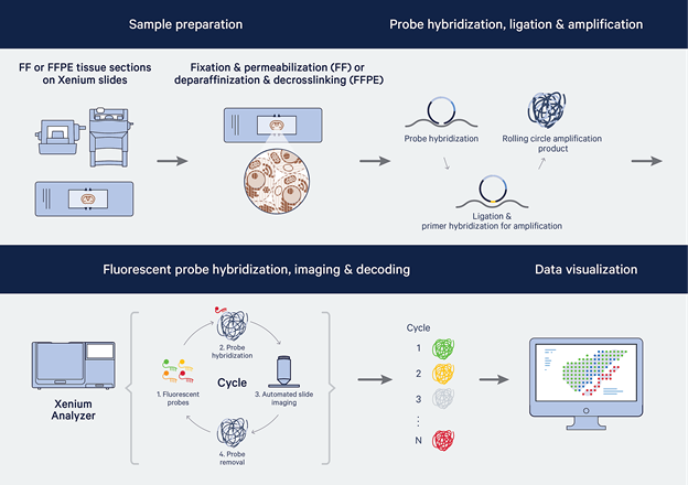 Spatially resolved transcriptomics: An introductory overview of spatial gene expression profiling methods