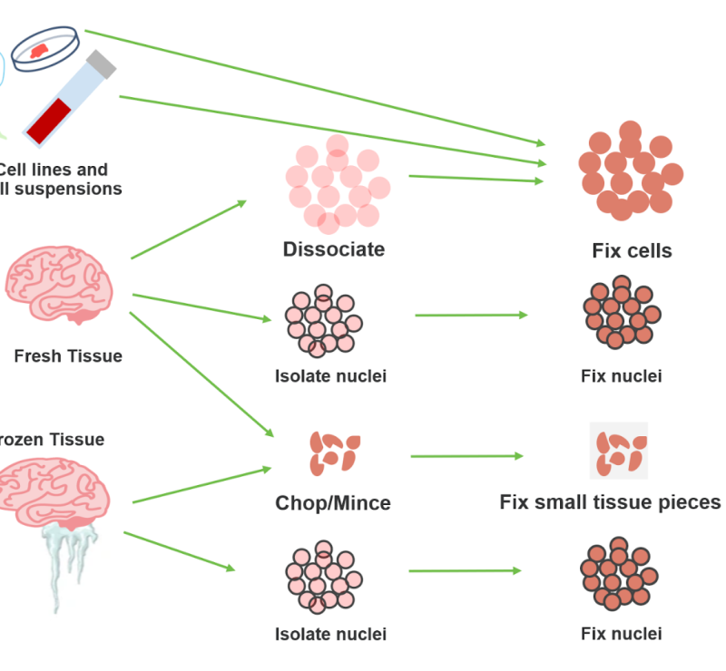 Planning your single cell experiment with Flex: FAQs for fresh, frozen, and FFPE samples