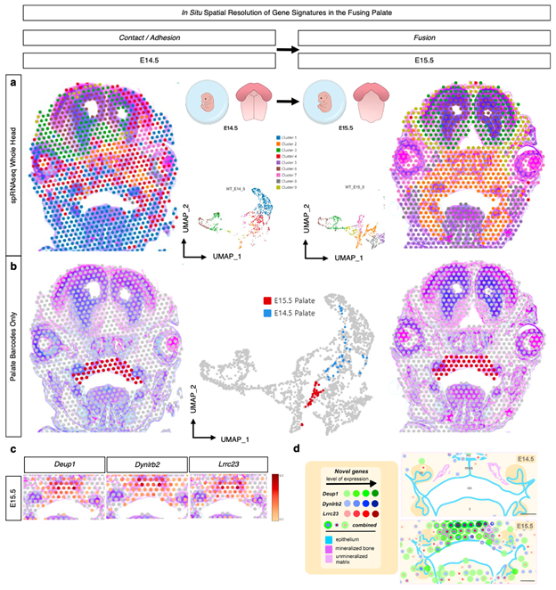 Some of our favourite Visium spatial transcriptomics publications from 2023